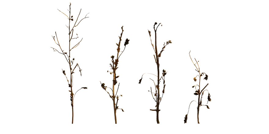 dead weed 019 — Descargar