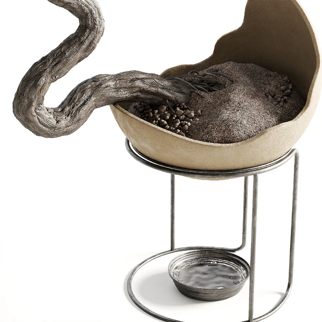 houseplants-indoor-Bonsai-039 — Descargar