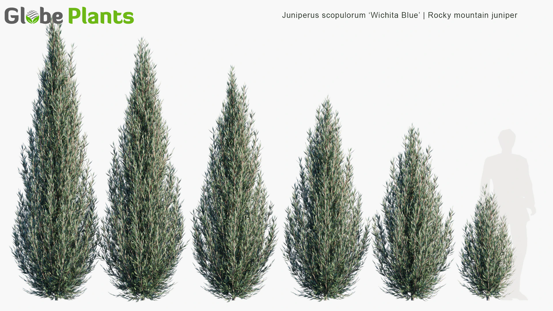 juniperus scopulorum wichita blue — Descargar