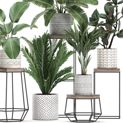 Коллекция маленьких растений на цветочной подставке в горшках с Пальма, фикус, стрелиция, полка с цветами. Набор 702 — Вид 3