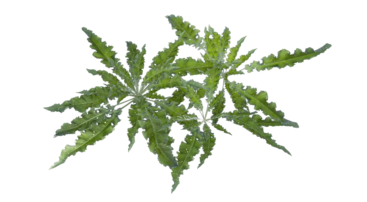 leafy weeds 002 — Download