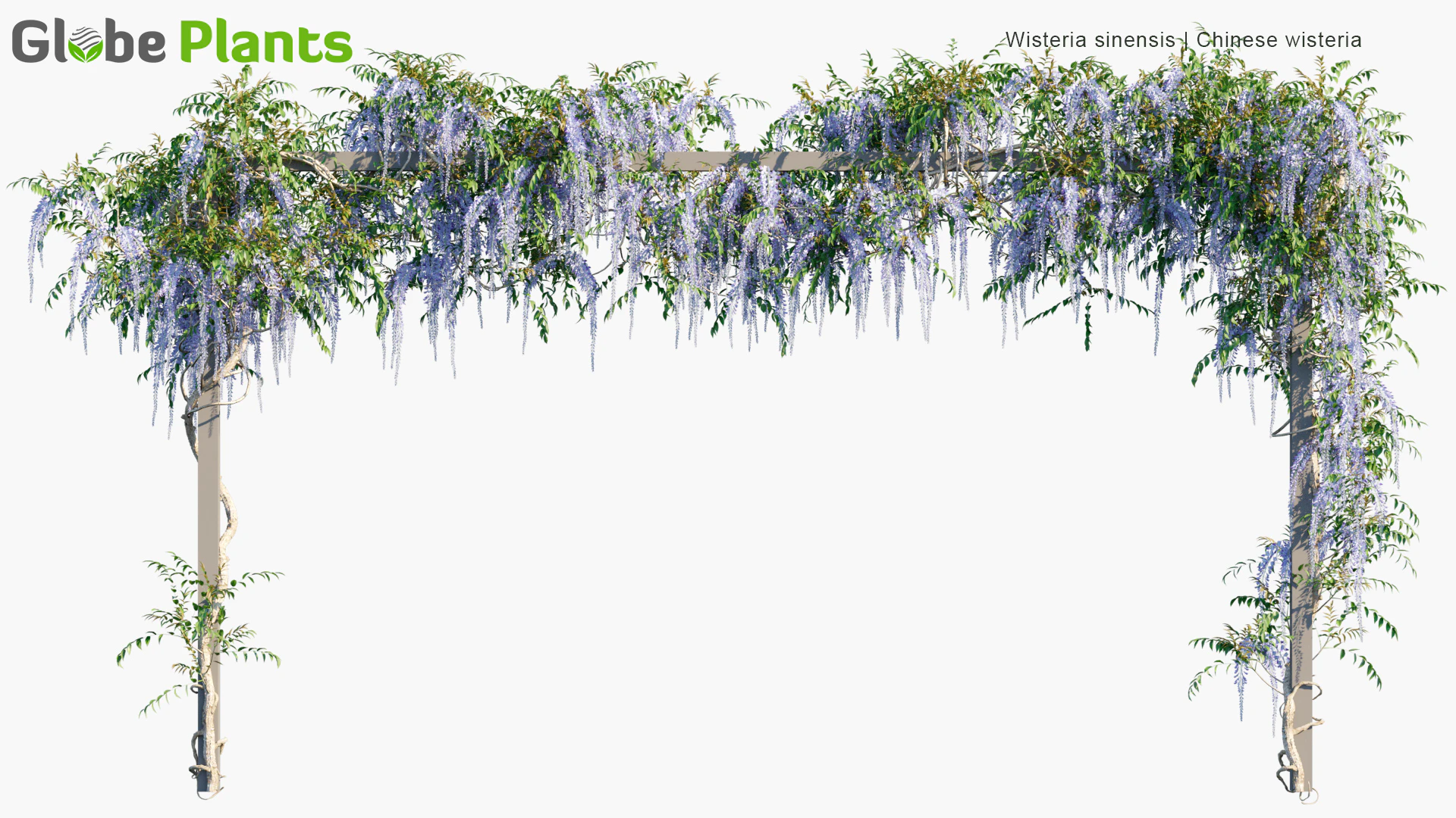 wisteria sinensis — Descargar