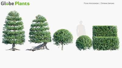 ficus microcarpa — download