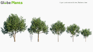 cupaniopsis anacardioides — download