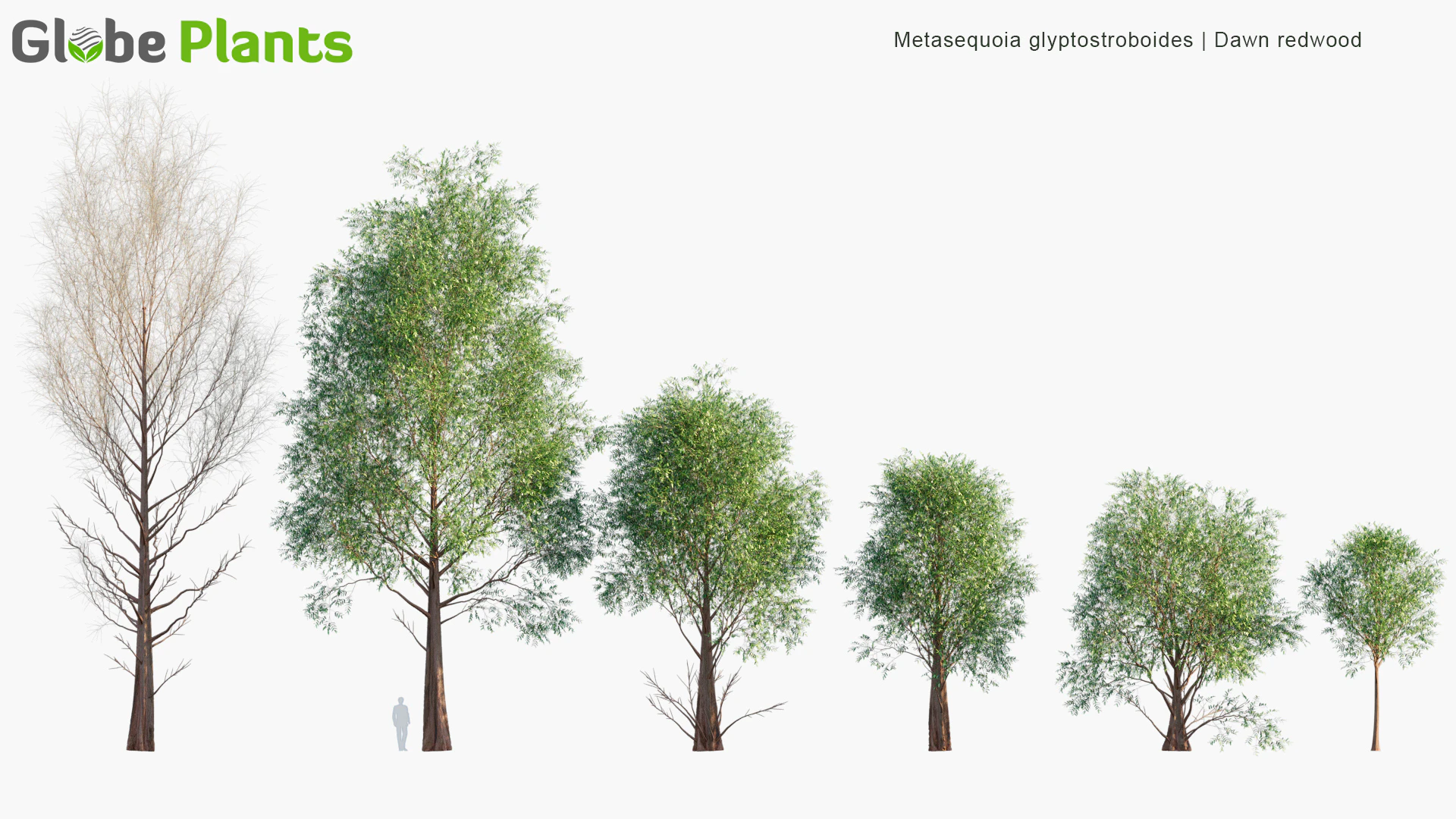 metasequoia glyptostroboides — Скачать