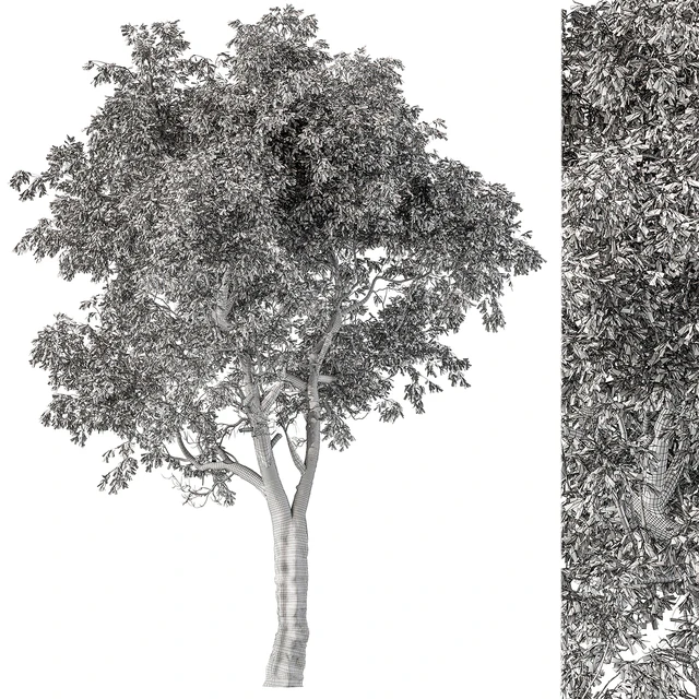 Broadleaf Tree Set 217 — Descargar