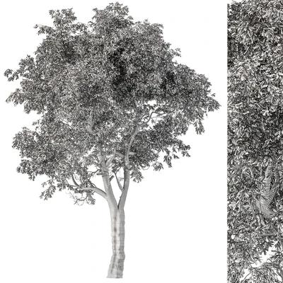 Broadleaf Tree Set 217 — Ver 3