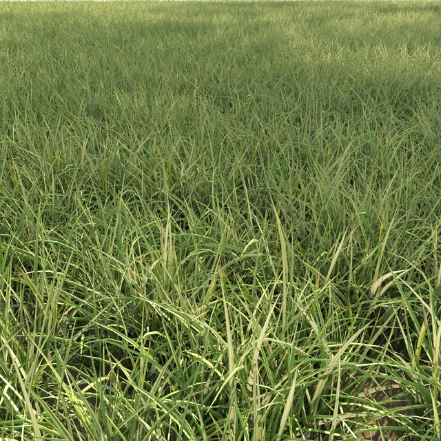 Field grass 02 — Descargar