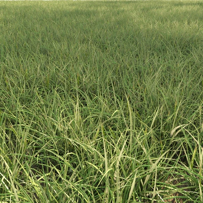 Field grass 02 — Ver 4