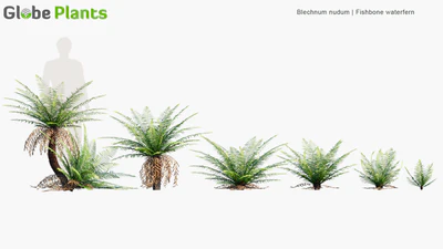 blechnum nudum — download