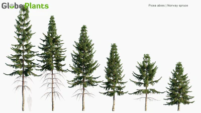 picea abies — download