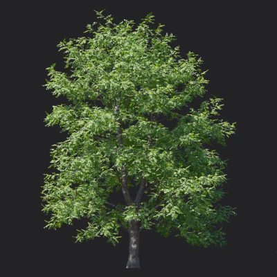 tilia amurensis 005 — download