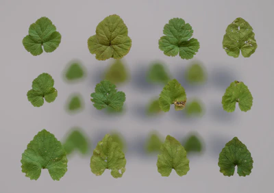 mixed clovers — download