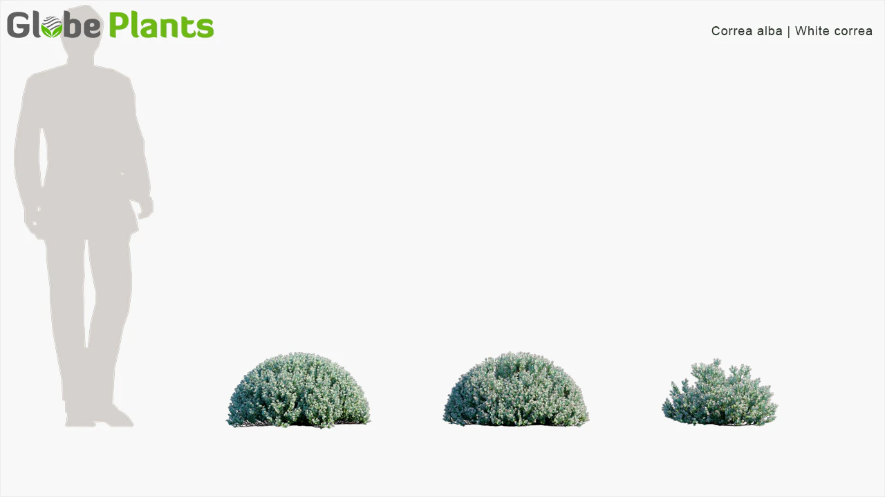 correa alba — Скачать