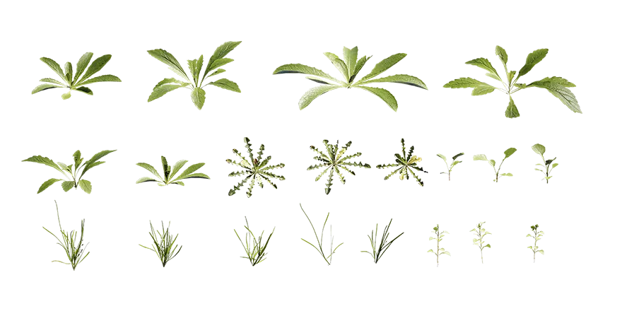 curbside weeds 001 — Descargar