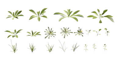 curbside weeds 001 — download