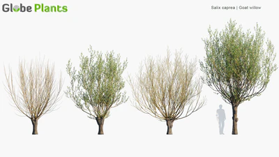 salix caprea — download