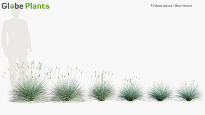 festuca glauca — download