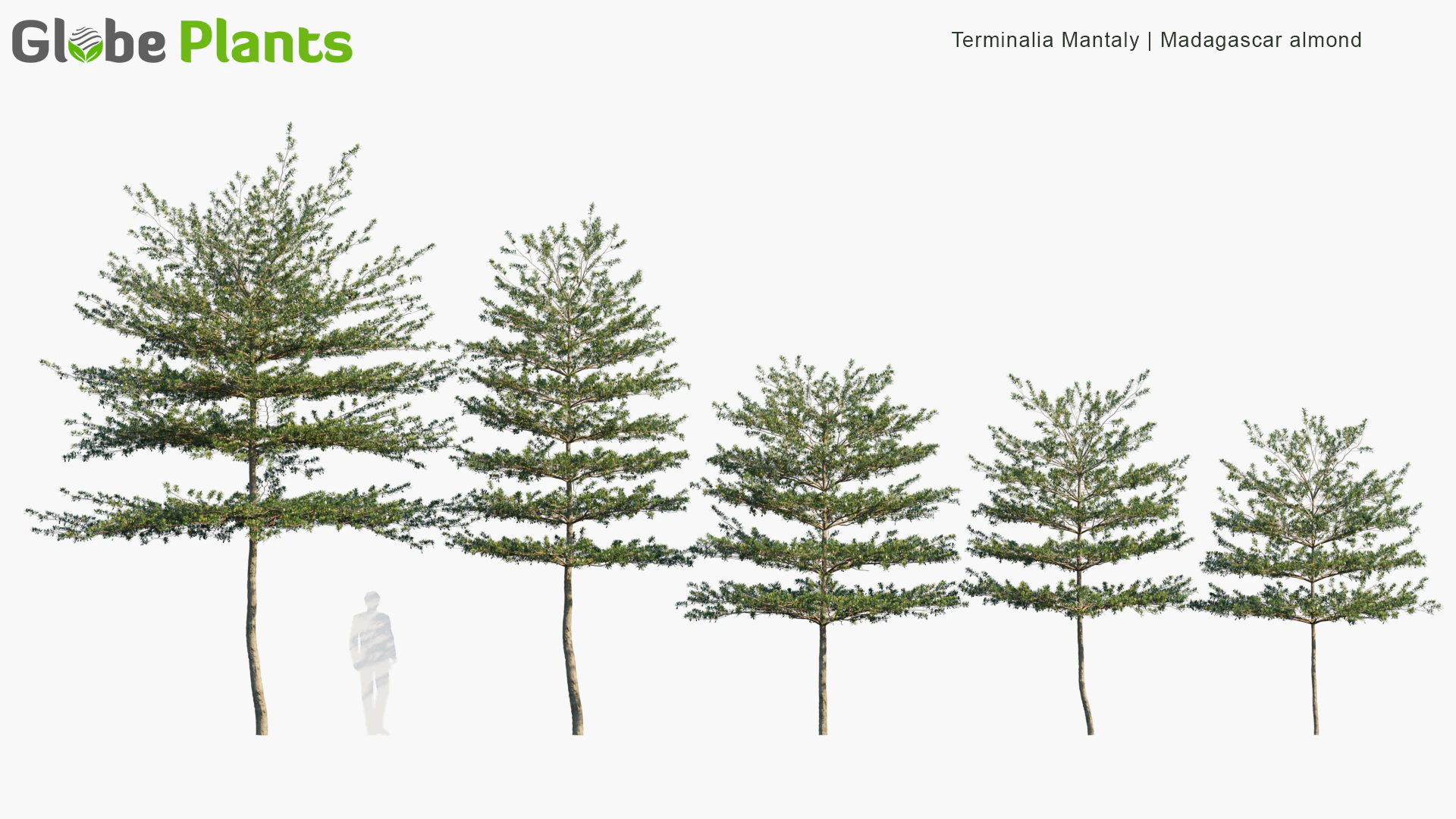 terminalia mantaly — Descargar