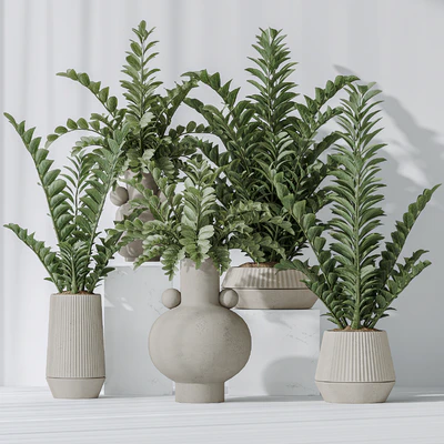 Zamioculcas Zamiifolia Araceae — Вид 7