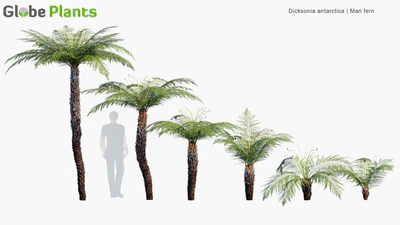 dicksonia antarctica — download