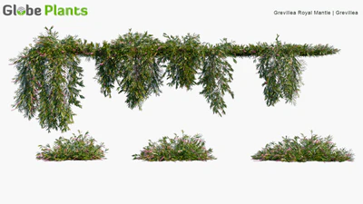 grevillea royal mantle — download