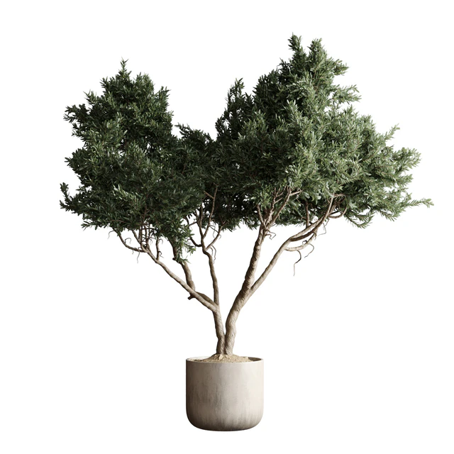 Indoor plant 04 - Tree in a pot — Descargar