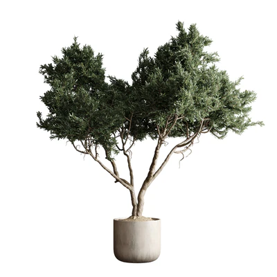 Indoor plant 04 - Tree in a pot — descargar