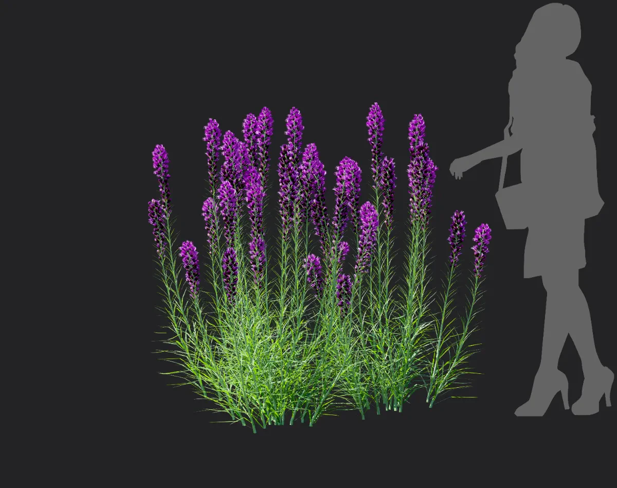 liatris spicata 002 — Скачать