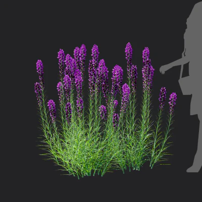 liatris spicata 002 — download