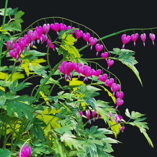 Дицентра великолепная цветы | Dicentra spectabilis — Скачать