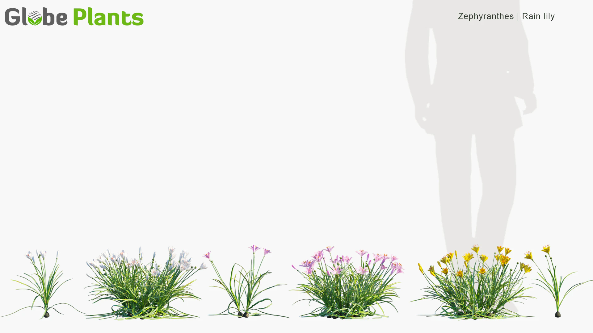 zephyranthes — Скачать