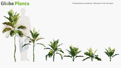 chamaedorea metallica — download