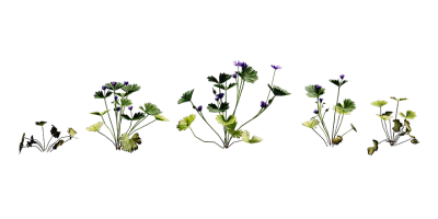 doves foot 001 — download