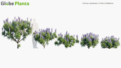 echium candicans — download