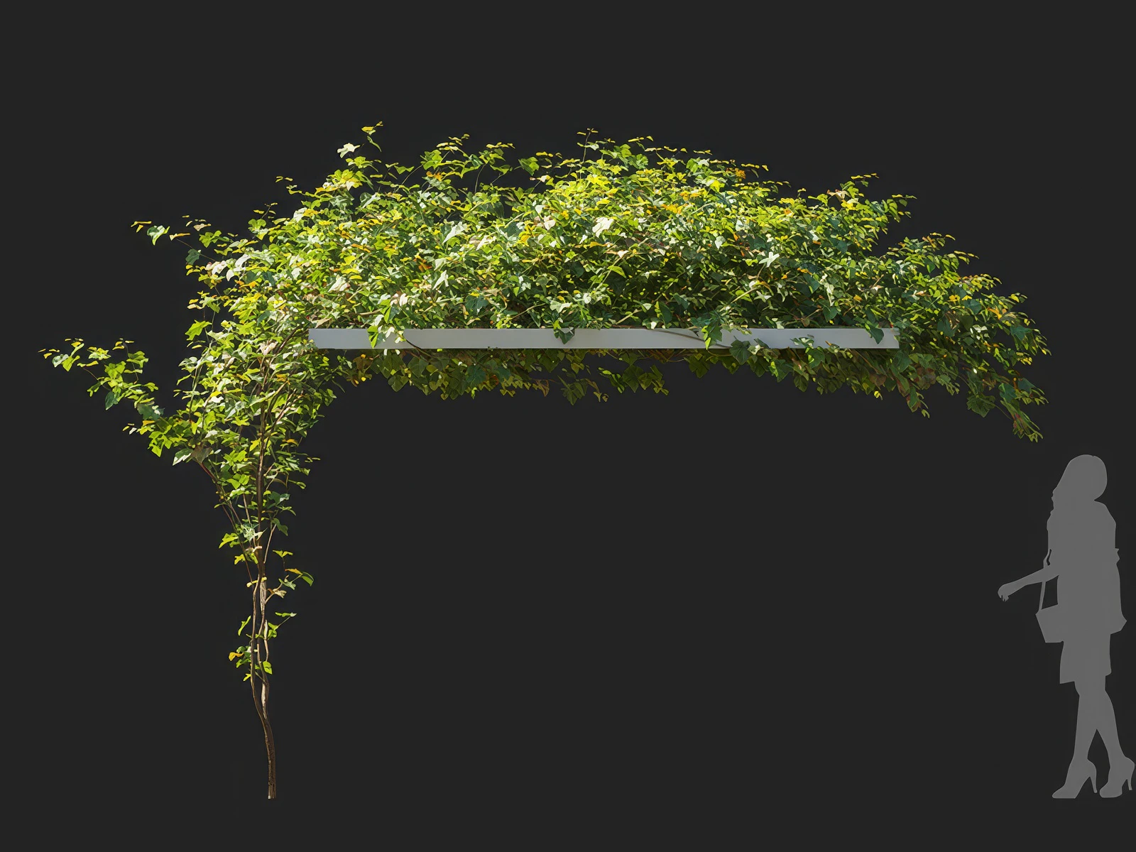 vitis vinifera 001 — Download