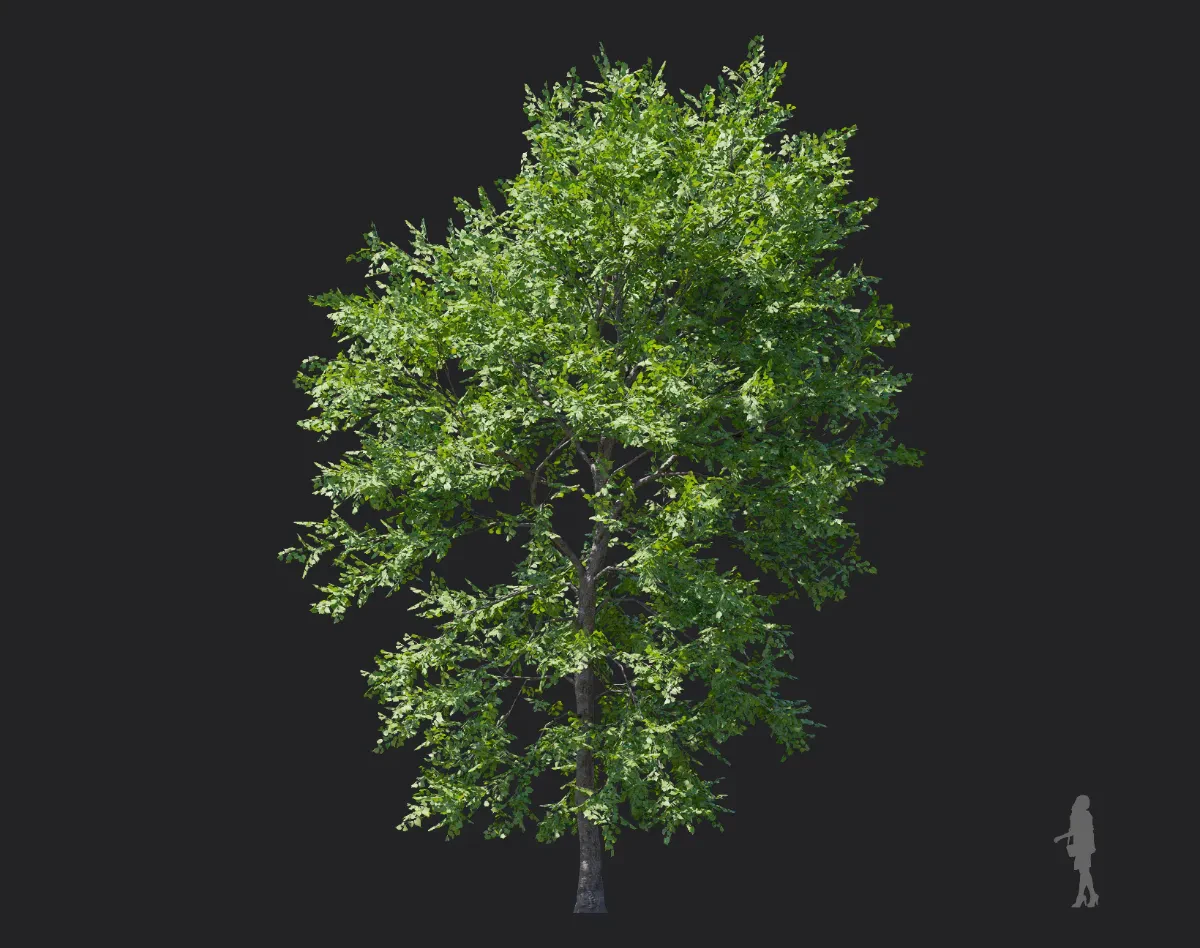 tilia amurensis 002 — Descargar