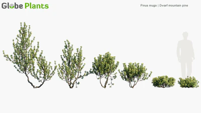 pinus mugo — download