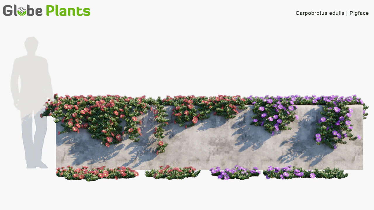 carpobrotus edulis — Скачать