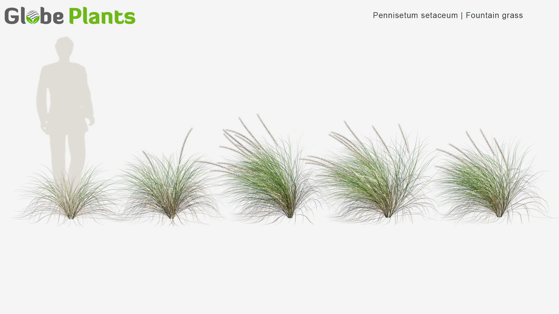 pennisetum setaceum — Download