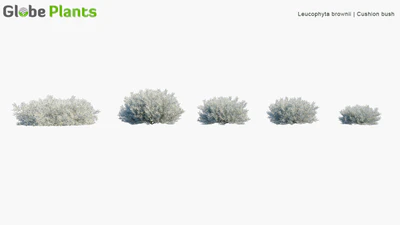 leucophyta brownii — download