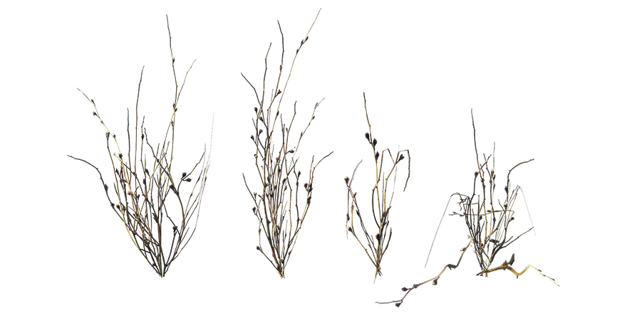 dead weed 025 — Descargar