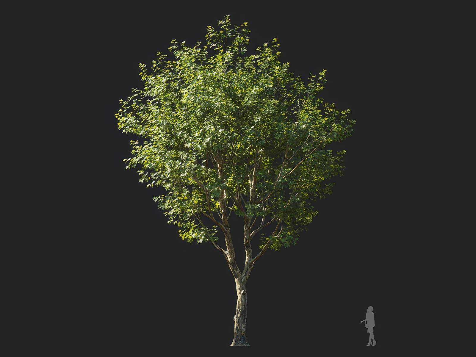 platanus orientalis 006 — Download