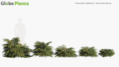 picea abies nidiformis — download