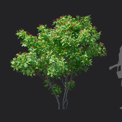 jatropha integerrima 006 — download