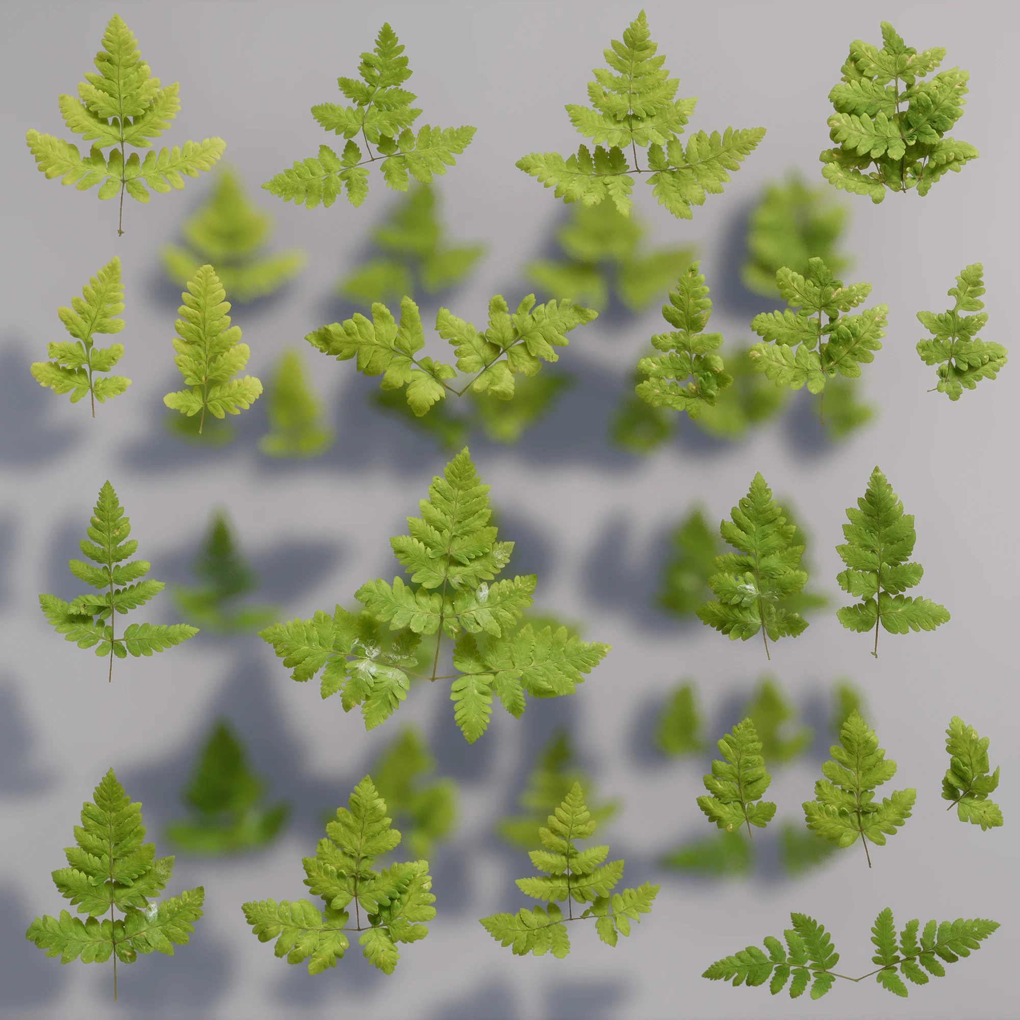 oak fern 001 — Descargar