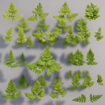 oak fern 001 — download