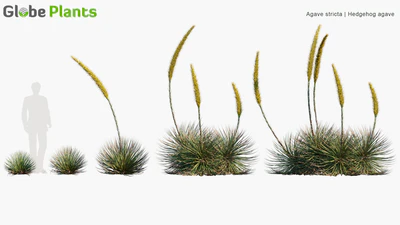 agave stricta — download