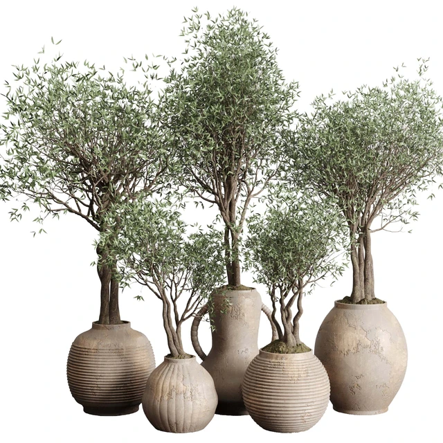 Olive tree in an old earthenware vase indoor collection 182 — Descargar