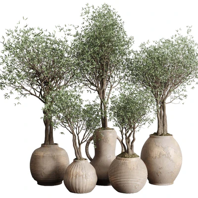 Olive tree in an old earthenware vase indoor collection 182 — descargar